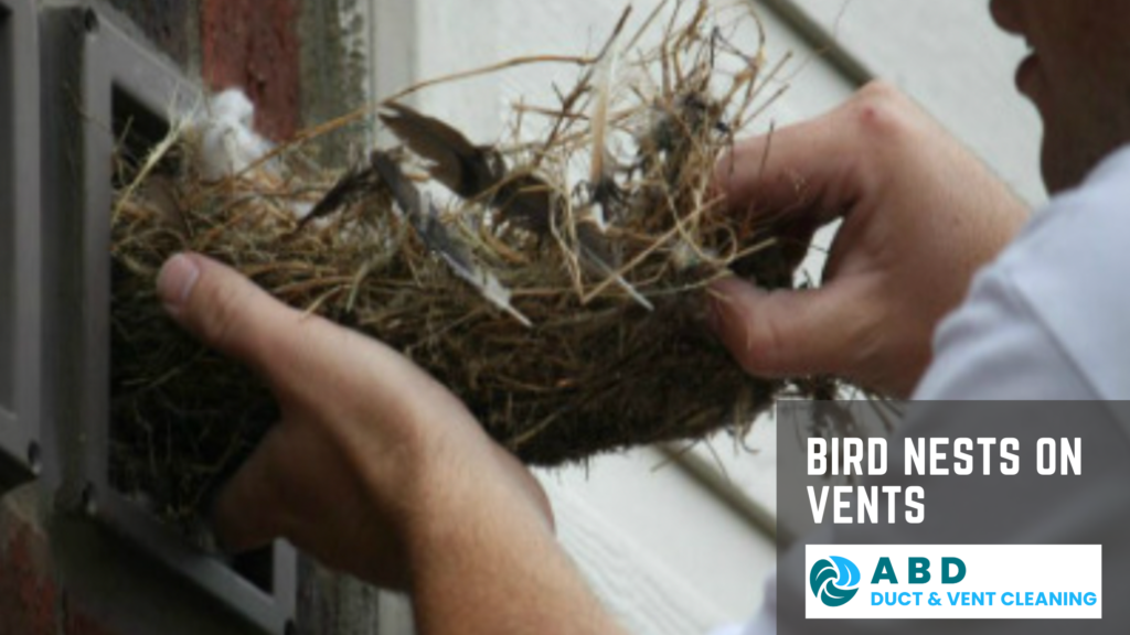 Bird Nests on Vents.