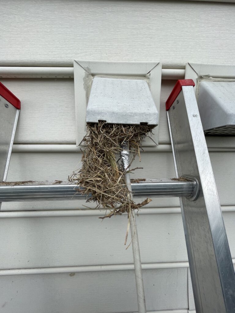 Bird Nest in Dryer Vent