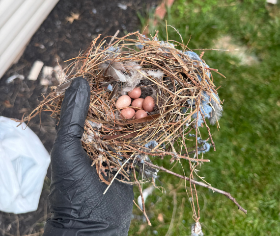 Bird Nest in Your Dryer Vent